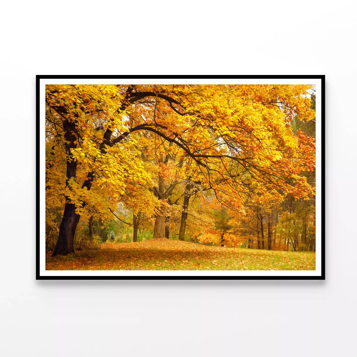 Gold Trees in a Park in autumn Print 100% Australian Made 120x90cm ...