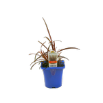 10cm Ornamental Grasses - Assorted