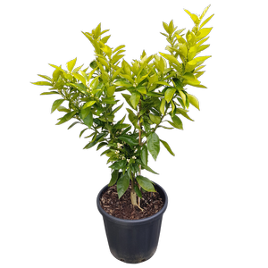 30L Mandarin Corsica No. 2 - Citrus x Sinensis