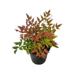 200mm Nandina Gulf Stream - Nandina domestica