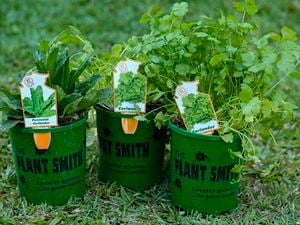 Three herbs including coriander in pots. 