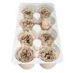 Blooms of Joy 4.5cm Beige Garden Roses 8 Pack