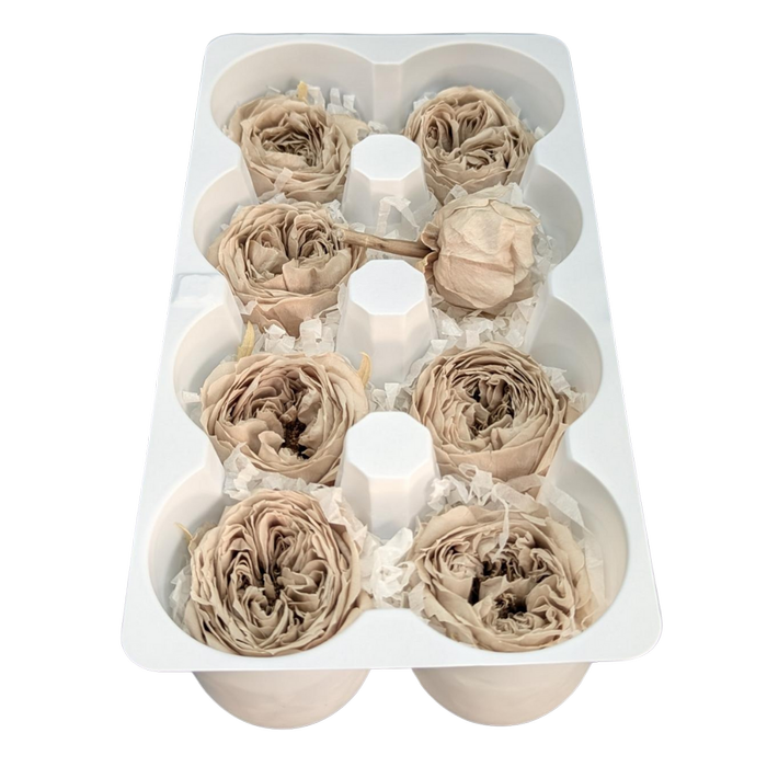 Blooms of Joy 4.5cm Beige Garden Roses 8 Pack