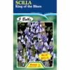 Fiesta Flower Bulbs Scilla King Of Blues - 5 Bulbs