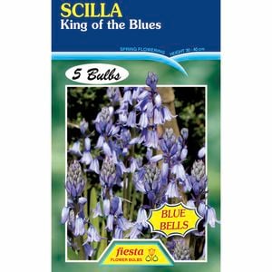 Fiesta Flower Bulbs Scilla King Of Blues - 5 Bulbs