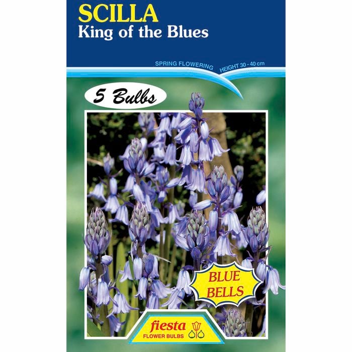 Fiesta Flower Bulbs Scilla King Of Blues - 5 Bulbs