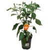 170mm Capsicum Mighty Bite Orange - Capsicum annuum