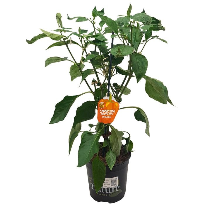 170mm Capsicum Mighty Bite Orange - Capsicum annuum