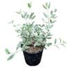 2L Silver Germander - Teucium fruiticans