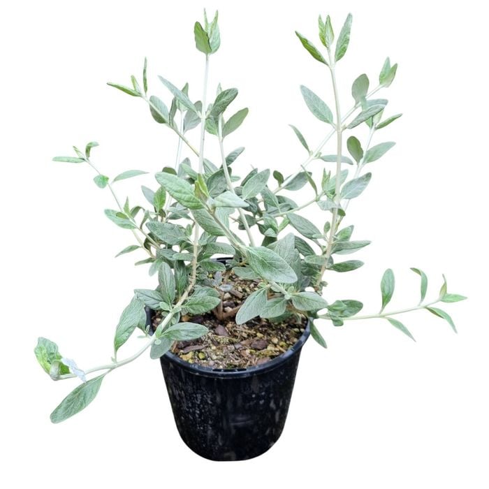 2L Silver Germander - Teucium fruiticans