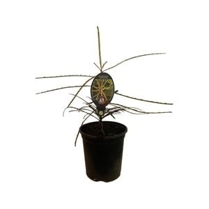3.5L Pseudopanax Fiddlesticks - Pseudopanax 