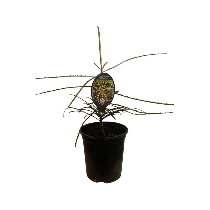 3.5L Pseudopanax Fiddlesticks - Pseudopanax 