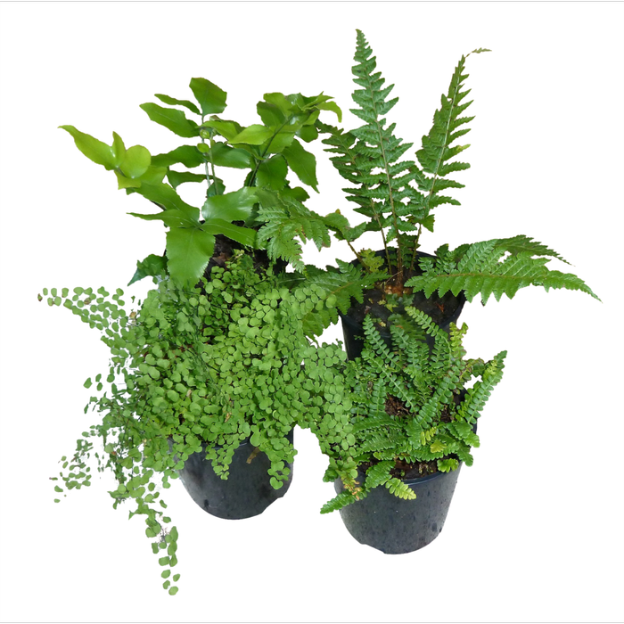 2L Ground Ferns - Assorted