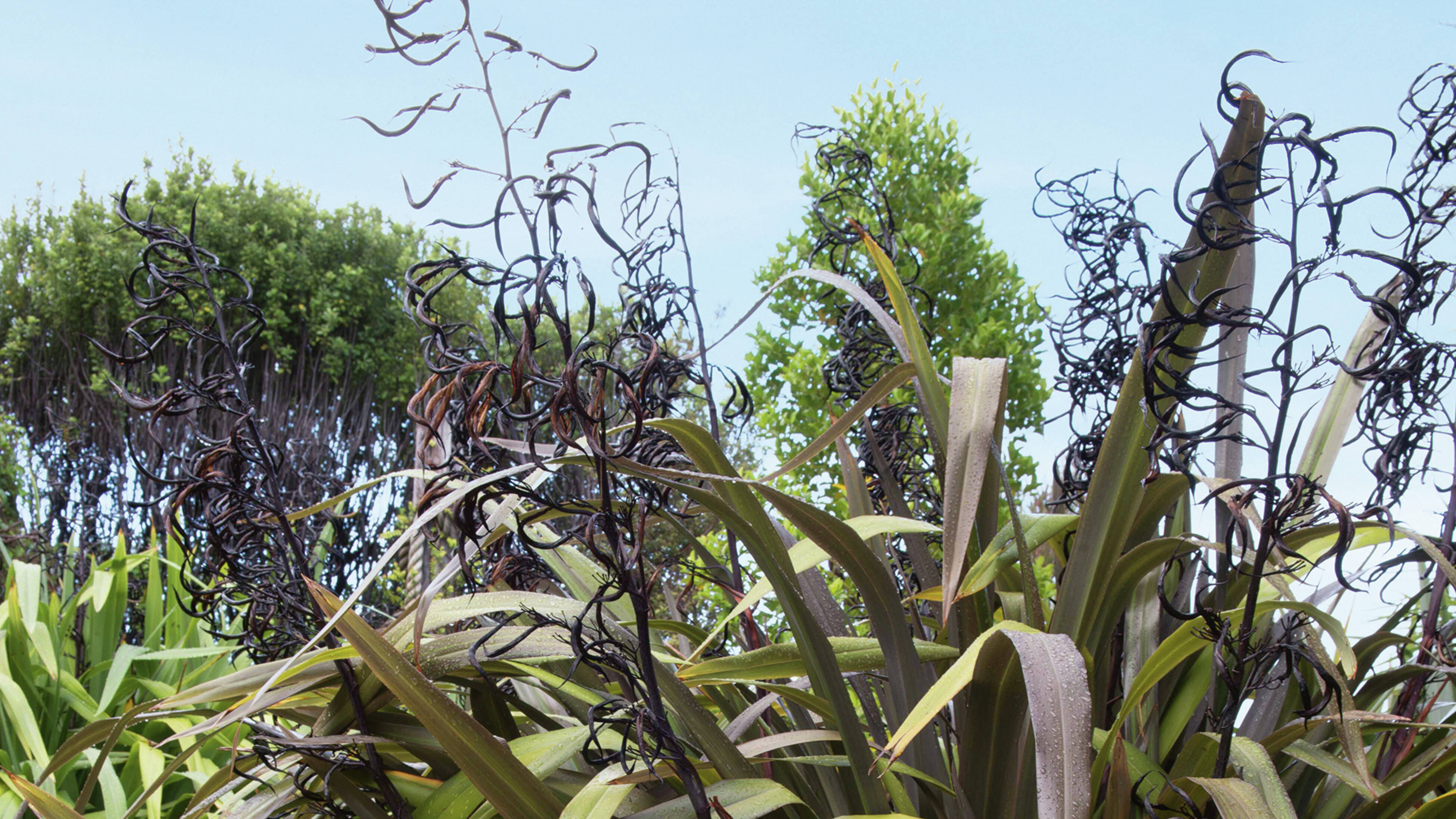 Close up of dark, curly seed pods on a flax plant with green foliage and trees in the background
