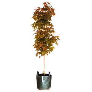 20L Fairview Flame Red Maple - Acer rubrum