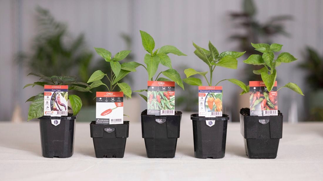 Different types of chilli plants.