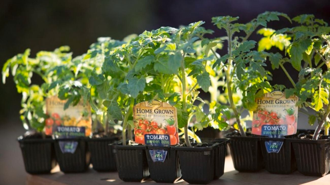 Home Grown tomato plants.