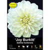 Yarra Valley Bulbs Joy Burkitt - 1 Pack