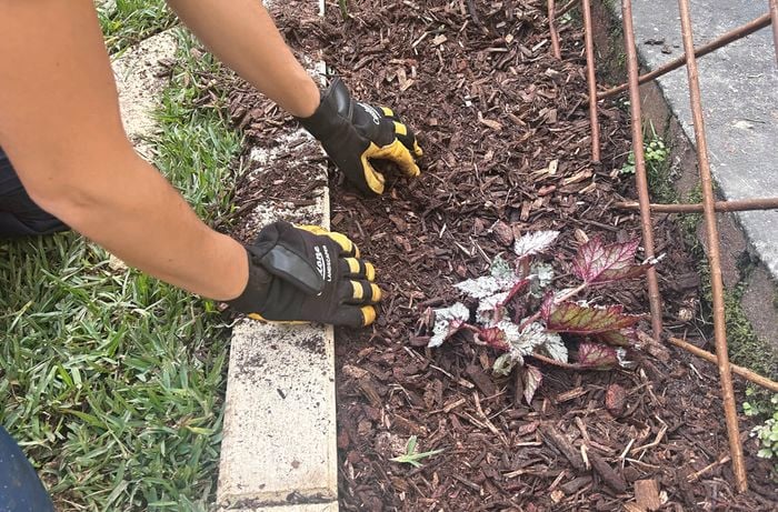 Two gloved hands spread bark mulch over a garden bed