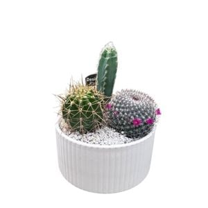 Cacti
