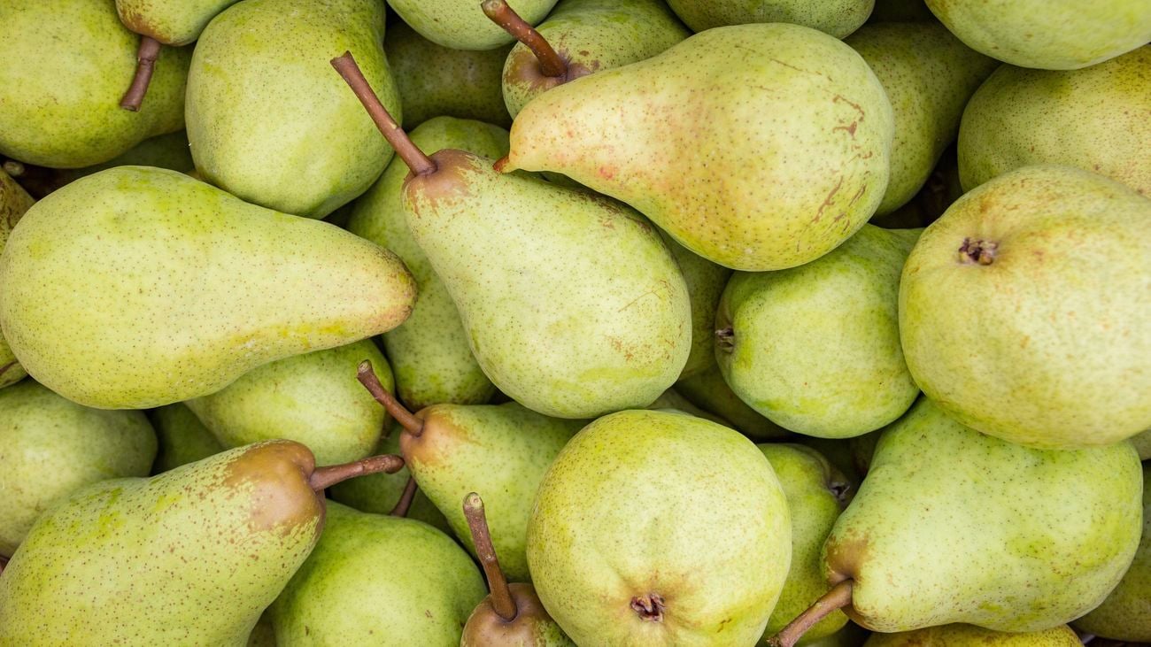 Lots of green pears