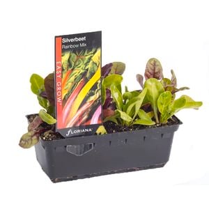 Silverbeet Rainbow Mix Punnet - Beta vulgaris