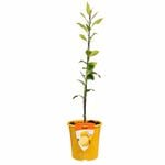Plant Citrus Lemonade Flying Dragon Dwarf  3.5L