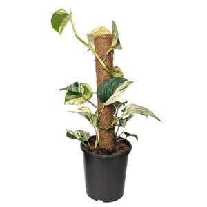 170mm Marble Queen Totem - Epipremnum aureum