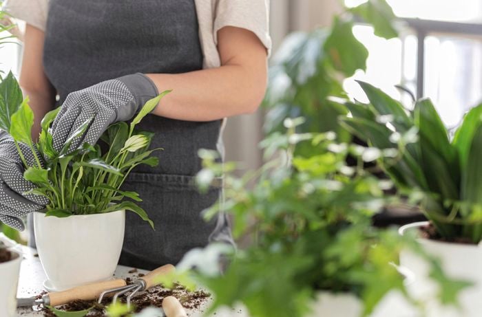peace lily potted in white pot surrounded by other plants
