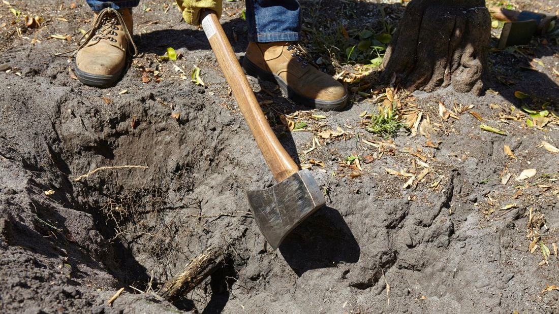 An axe being used to cut through the uncovered roots of a tree stump