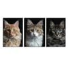 3pcs Of Kittens By A Black Background Print 100% Australian Made 3 x 40x60cm  (Stretched)
