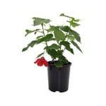 140mm Lucky Lantern Abutilons - Abutilon hybrid
