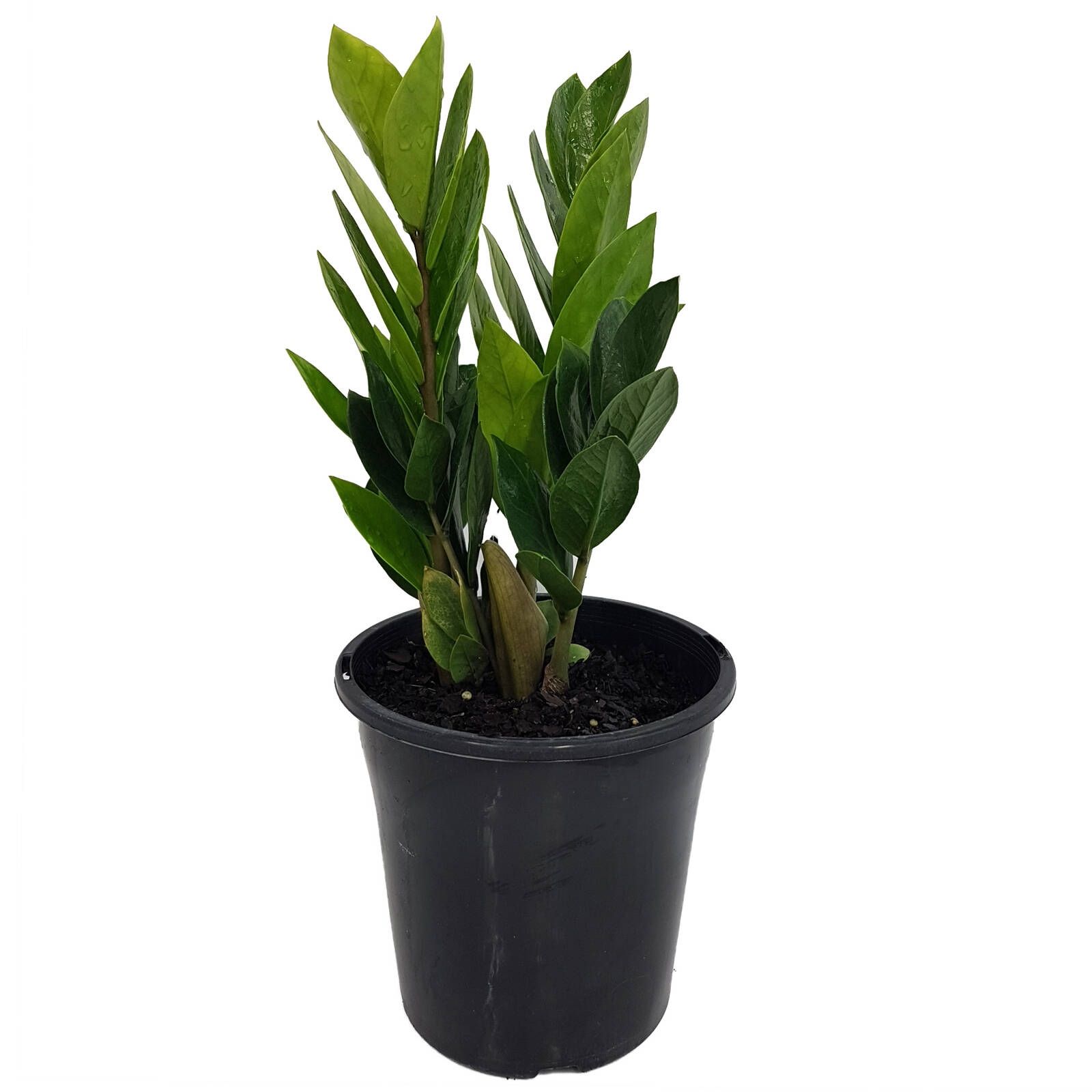variegated peace lily plant Spathiphyllum Mutant Aurea Variegated Peace Lily 4”