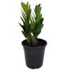 125mm ZZ Plant - Zamioculcas zamiifolia