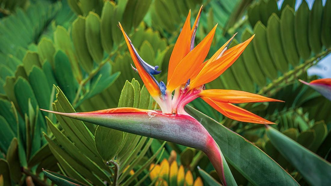 Close up image of a flowering bright orange, red and purple Bird of paradise plant.