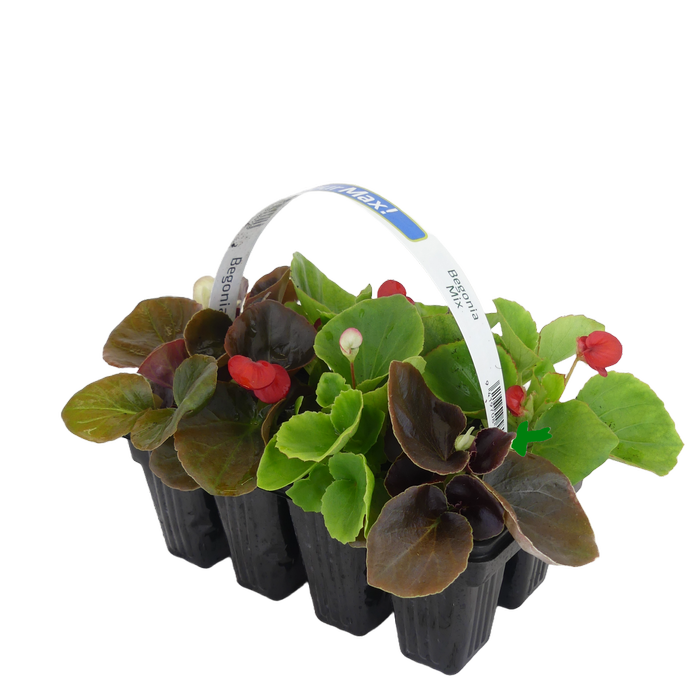 8 Cell Begonia - ColourMax Mix
