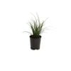 140mm Carex brunnea