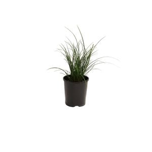 140mm Carex brunnea