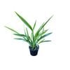 1.3L Mountain Flax - Phormium Cookianum
