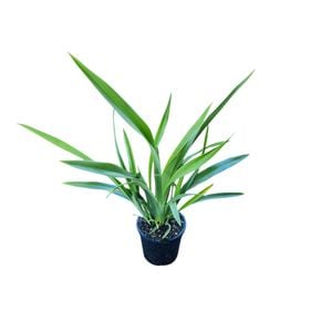 1.3L Mountain Flax - Phormium Cookianum