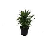 250mm Cascade Palm - Chamaedorea atroviren