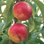 BAgged Prunus Persica Var. Nucipersica Fantasia Peach
