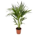 190mm Howea Kentia Palm - Howea forsteriana