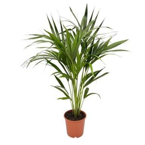 190mm Howea Kentia Palm - Howea forsteriana