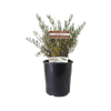 140mm Hello Cocky - Eremophila glabra