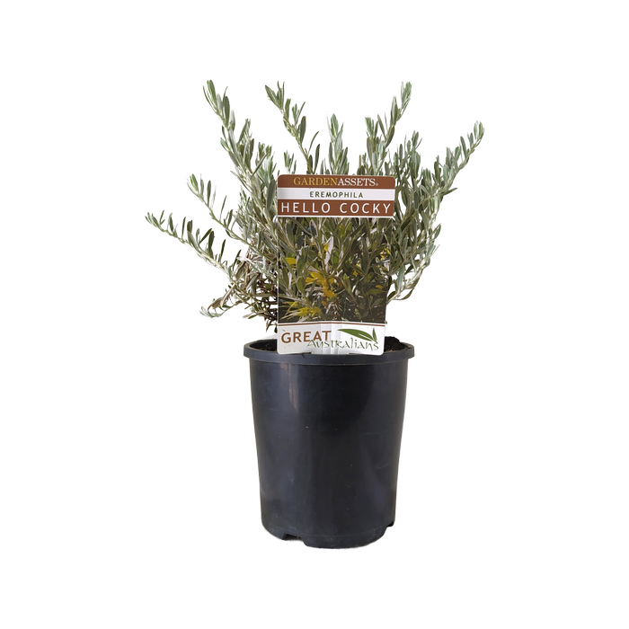 140mm Hello Cocky - Eremophila glabra