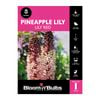 Bloomin' Bulbs Pineapple Lily Red 1 Pack