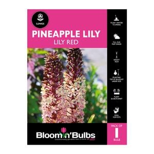 Bloomin' Bulbs Pineapple Lily Red 1 Pack