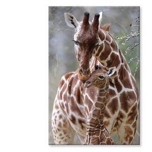 Closeup Cute Giraffe Baby with Parent   Print 100% Australian Made 60 x 90cm  (Stretched)