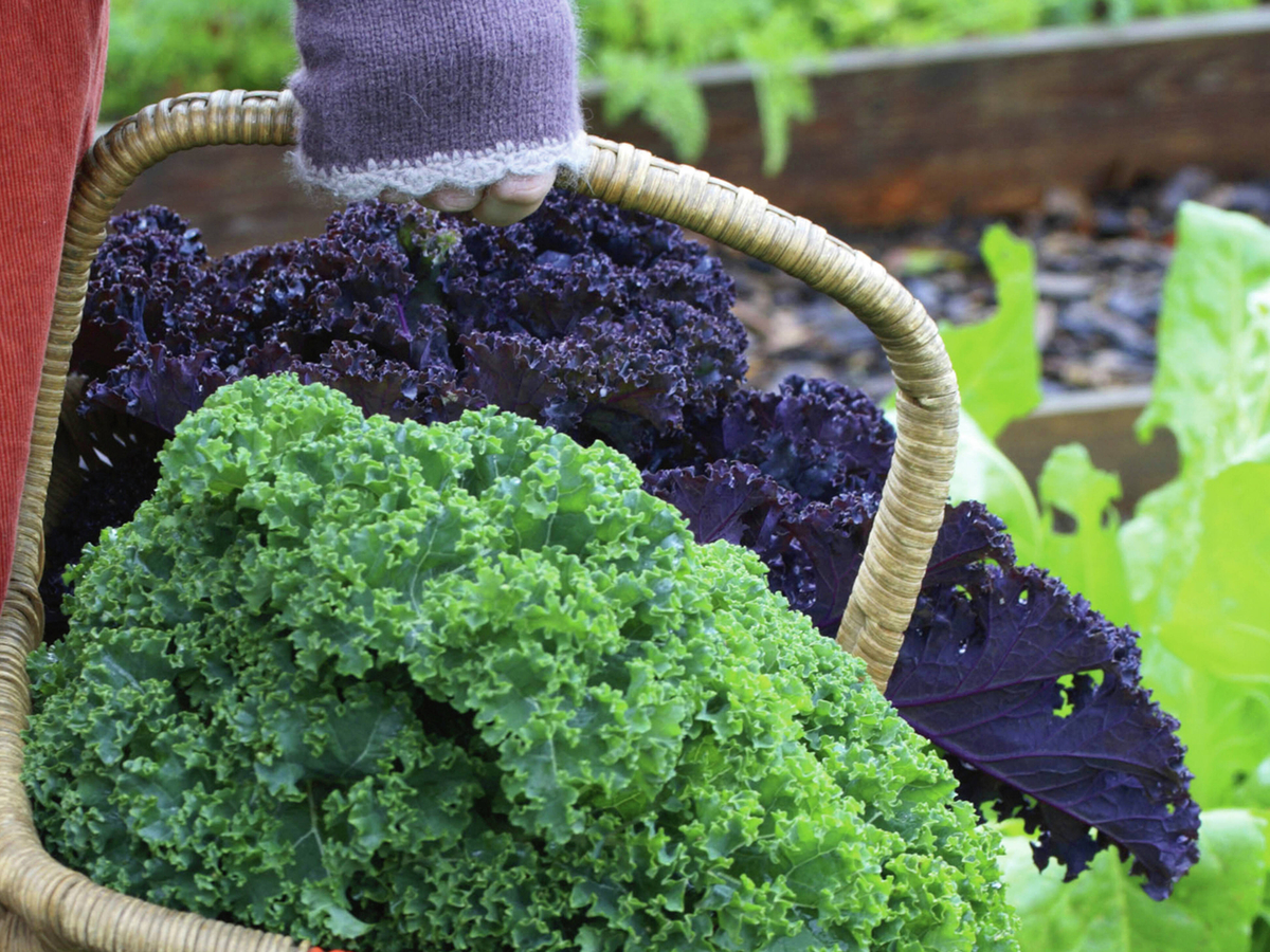 Tips For Planting A Vegetable Garden In Winter - Bunnings New Zealand